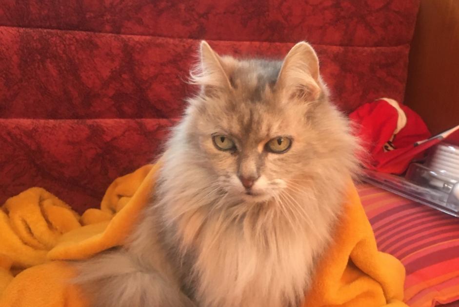 Vermisstmeldung Katze rassenmischung Weiblich , 15 jahre Les Sables-d'Olonne Frankreich