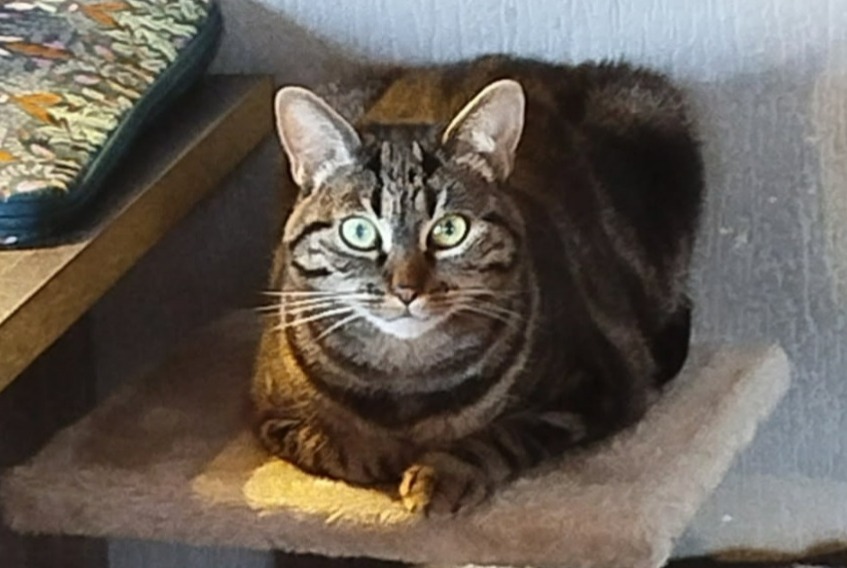 Alerta de Desaparición Gato Hembra , 4 años Val d'Oingt Francia