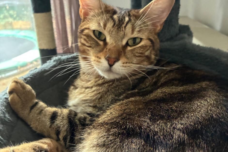Alerte Disparition Chat Mâle , 3 ans Chartres France