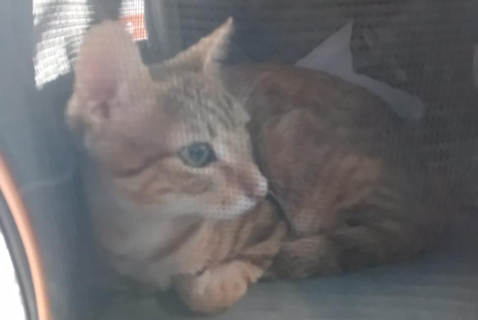 Alerte Découverte Chat Mâle Lyon France