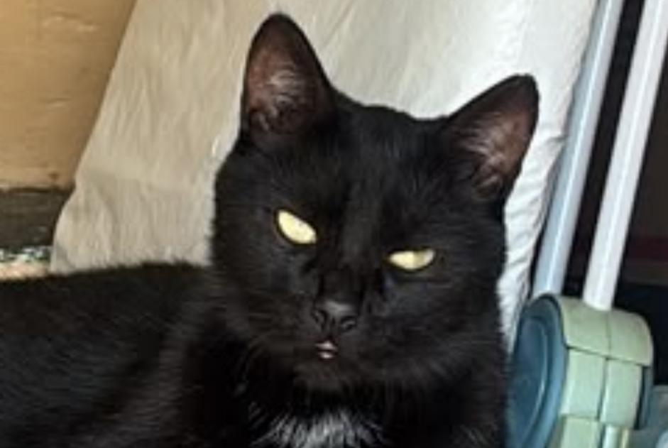Avviso scomparsa Gatto Maschio , 3 anni Cépie Francia