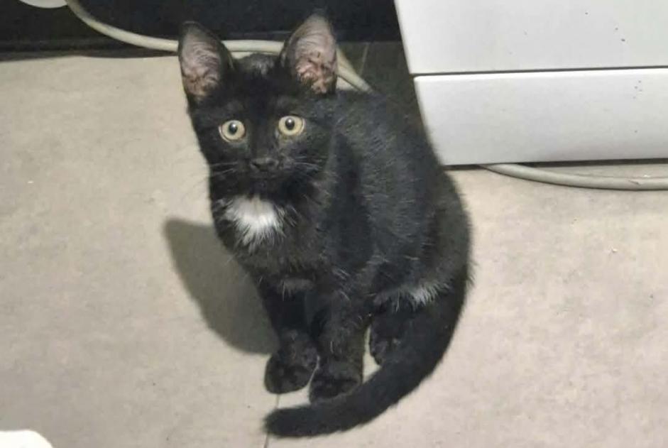 Avviso Ritrovamento Gatto incrocio di razze Non conosciuta Marseillette Francia