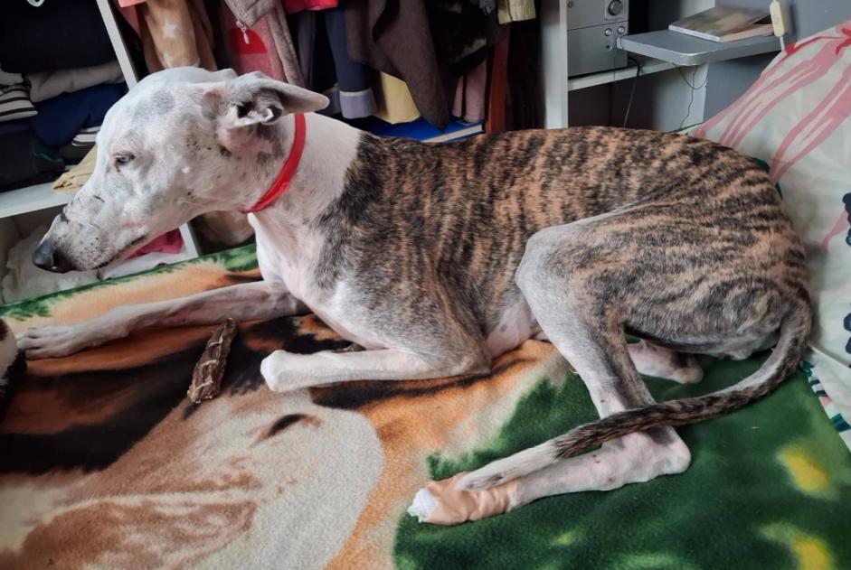 Verdwijningsalarm Hond  Vrouwtje , 7 jaar Notre-Dame-de-Monts Frankrijk