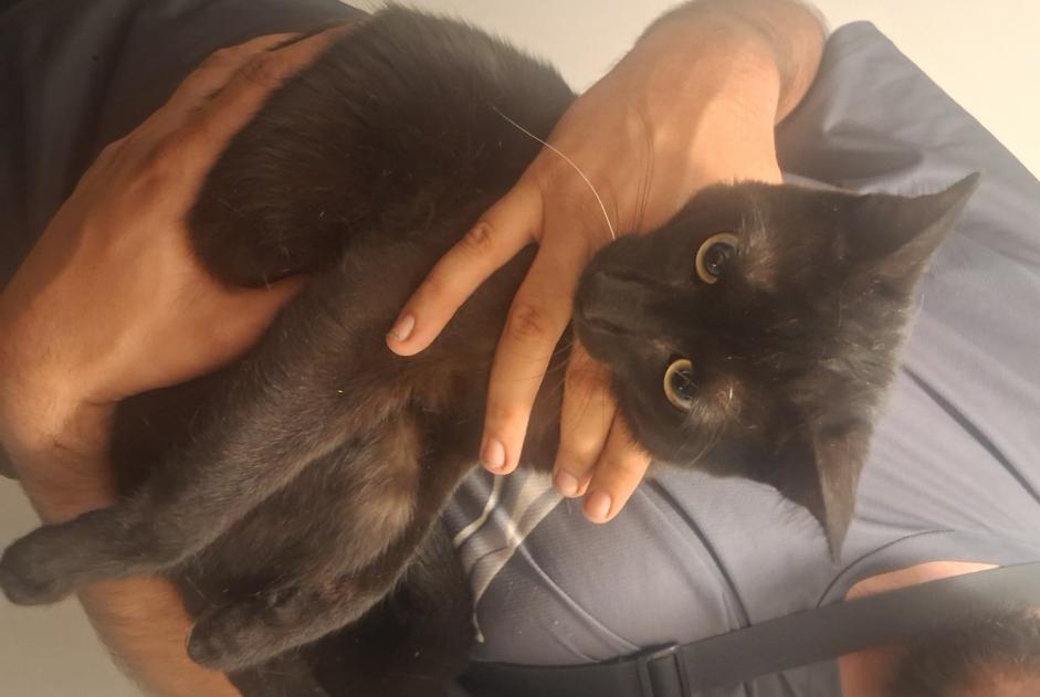 Ontdekkingsalarm Kat Onbekend , 1 jaar Lyon Frankrijk