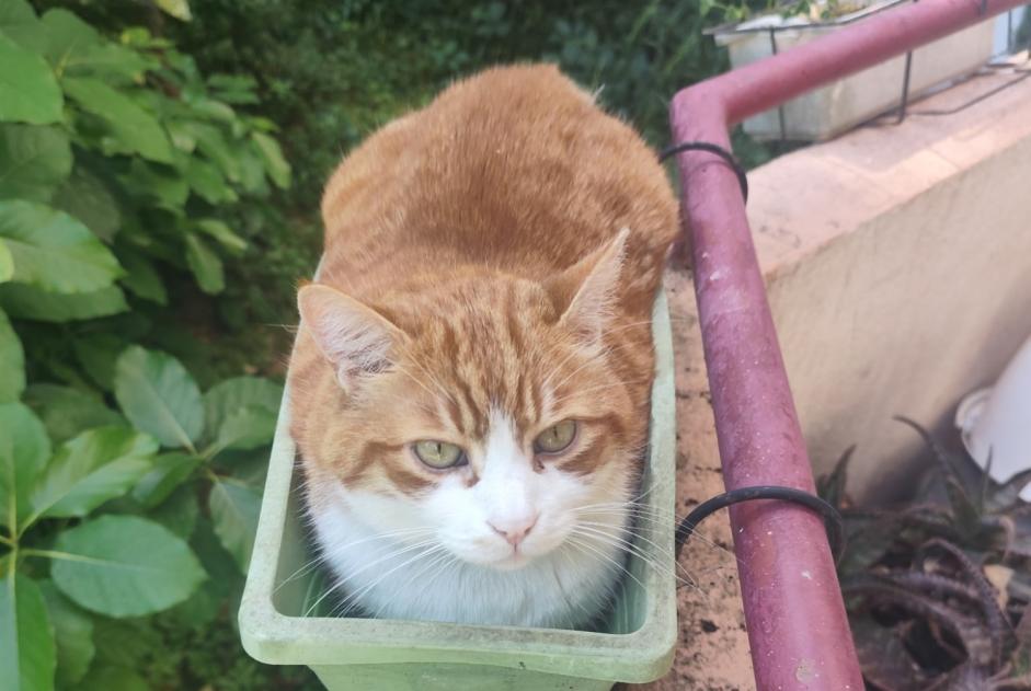 Alerta desaparecimento Gato Macho , 12 anos Saint-Raphaël France Alerta desaparecimento Gato Macho , 12 anos Saint-Raphaël France